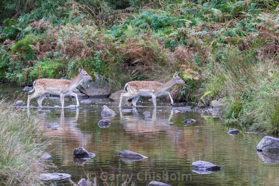 "Walking in tandem" stock image