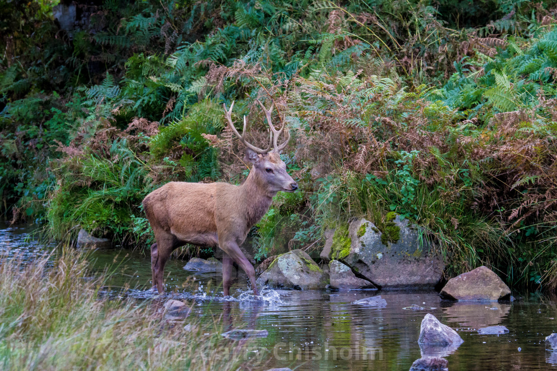 "Going for a paddle" stock image