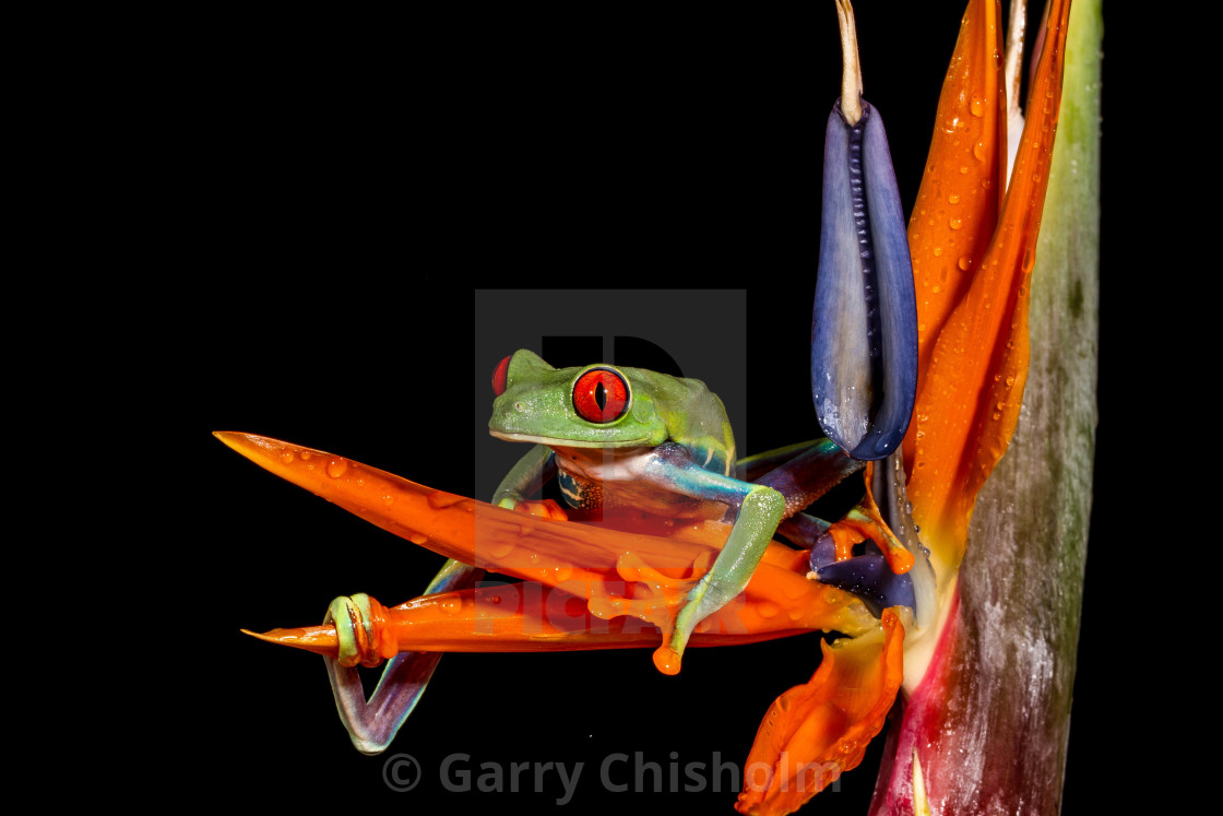 "Paradise Frog" stock image