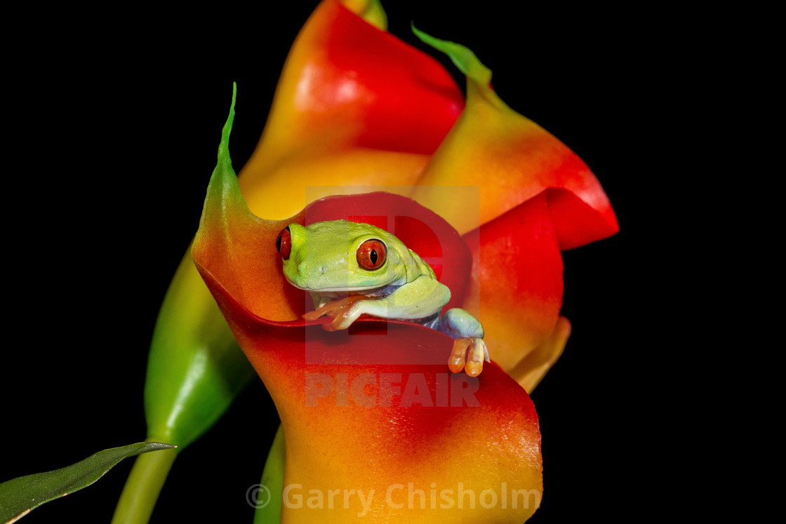 "Calla lily frog" stock image