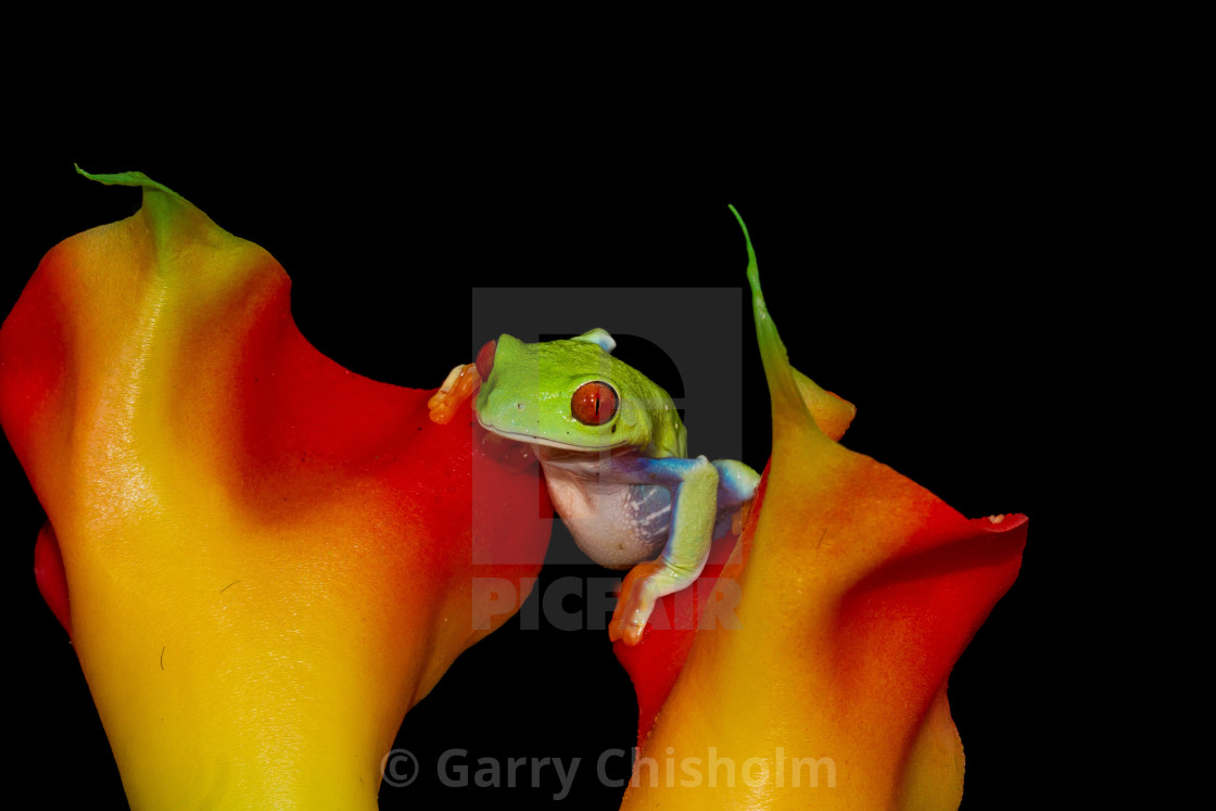 "Froggie in the middle" stock image