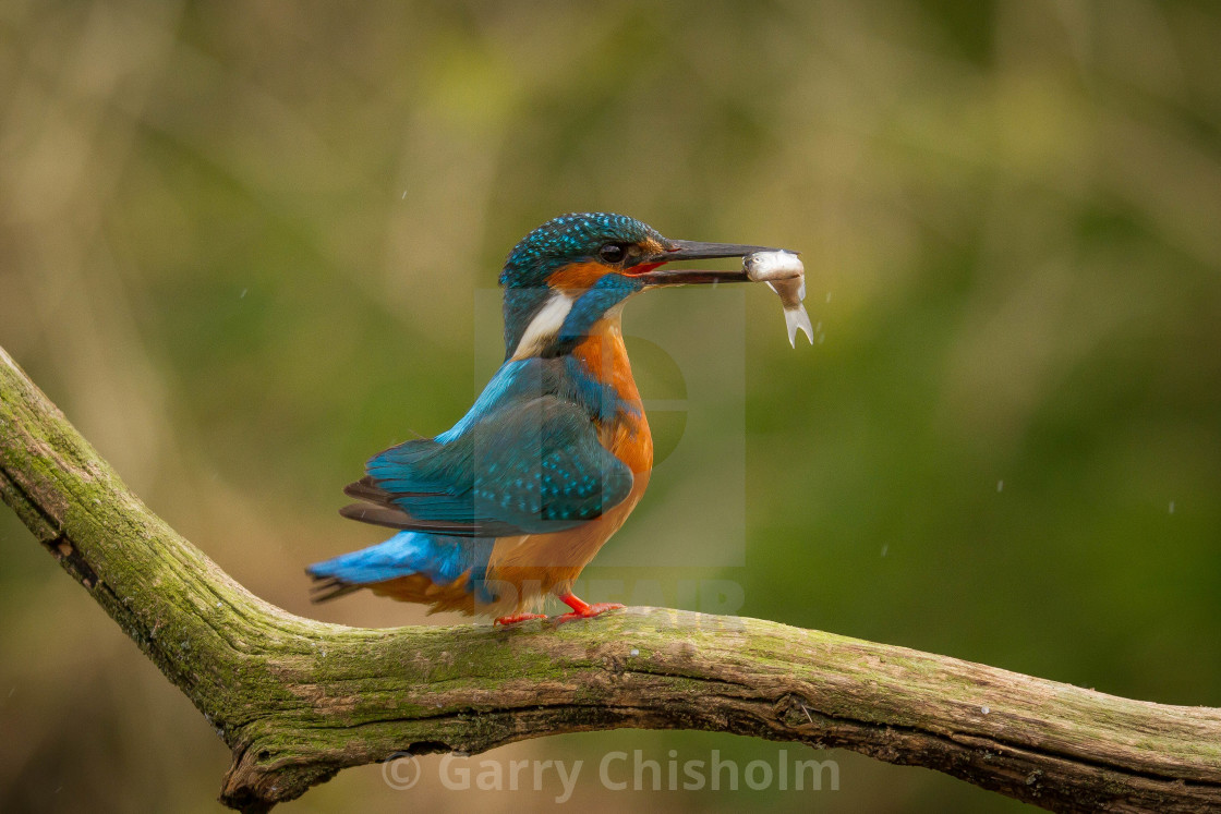 "Dinner time" stock image