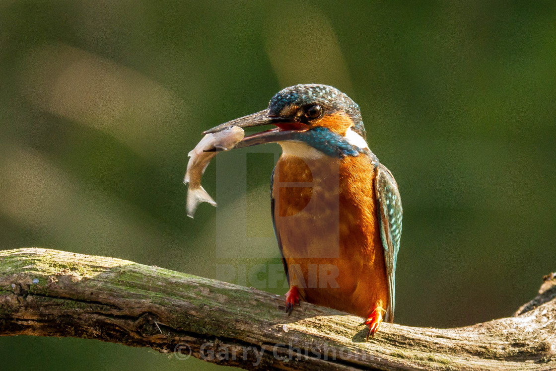 "Yum yum" stock image