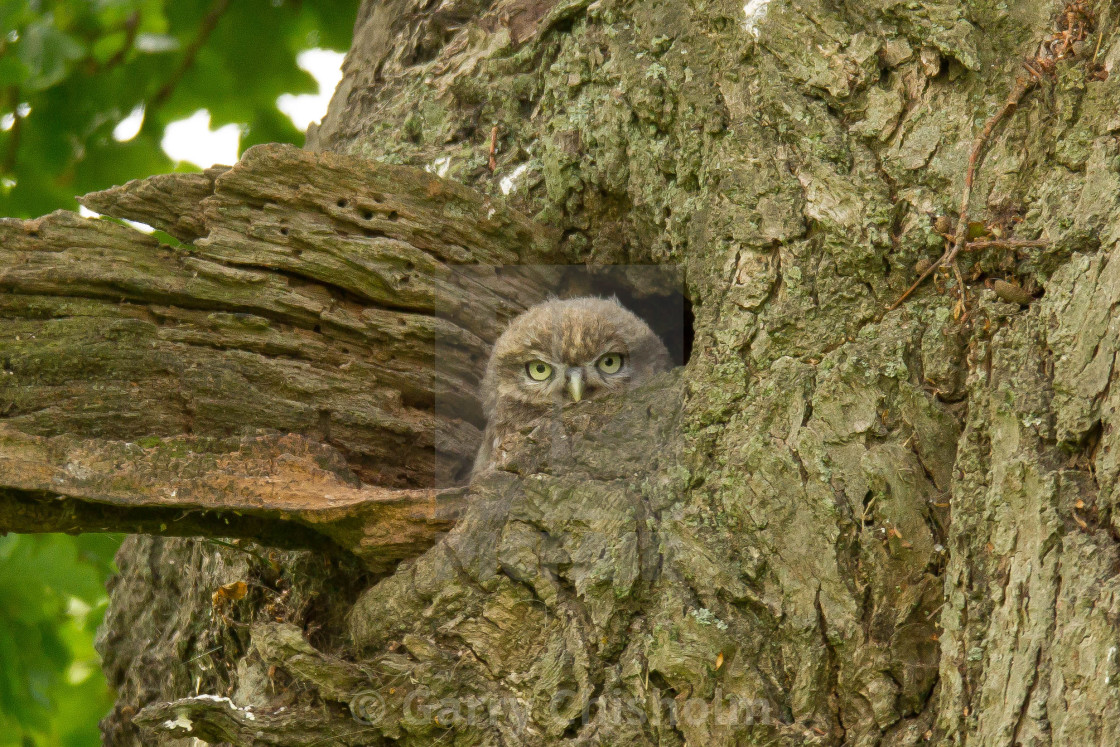 "Peekaboo" stock image