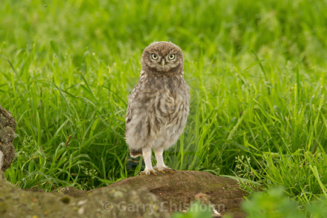 "Standing tall" stock image