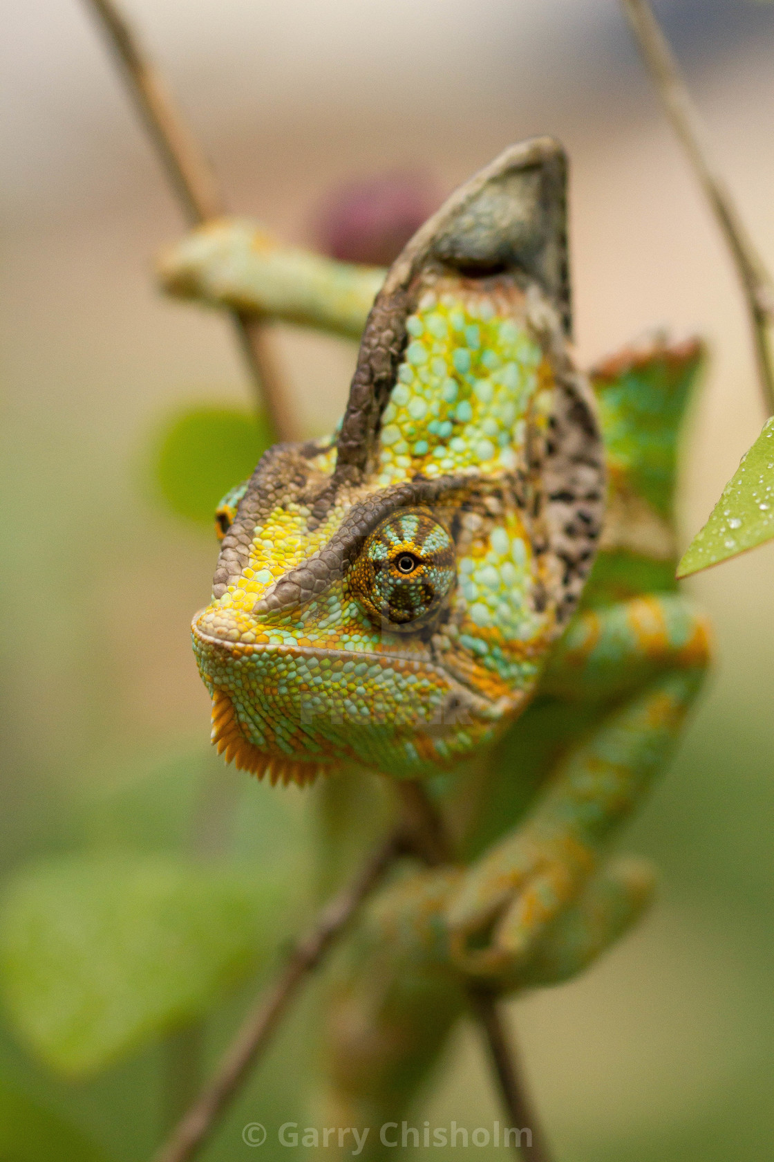 "Yemen Chameleon" stock image