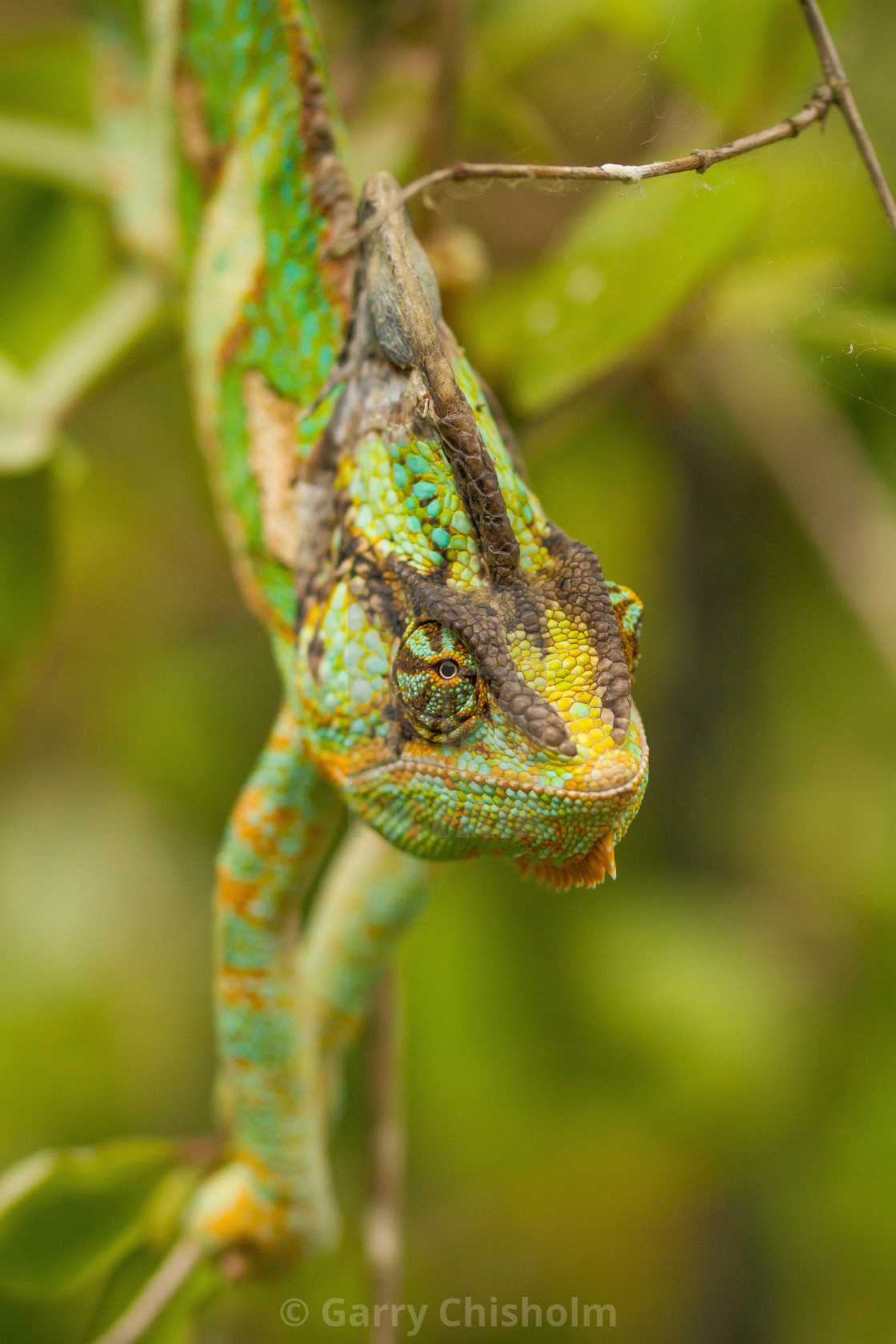 "Chameleon" stock image