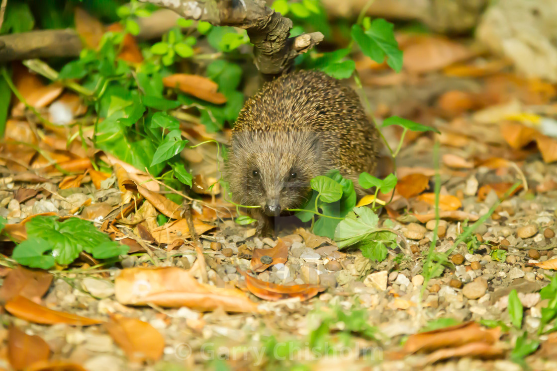 "Young Hoglet" stock image