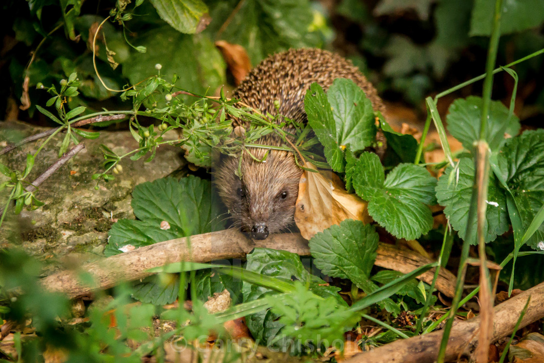 "Peekaboo hedgehog" stock image