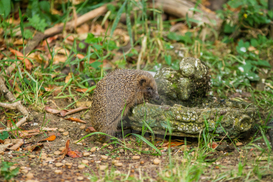 "Hedgehog Pose" stock image