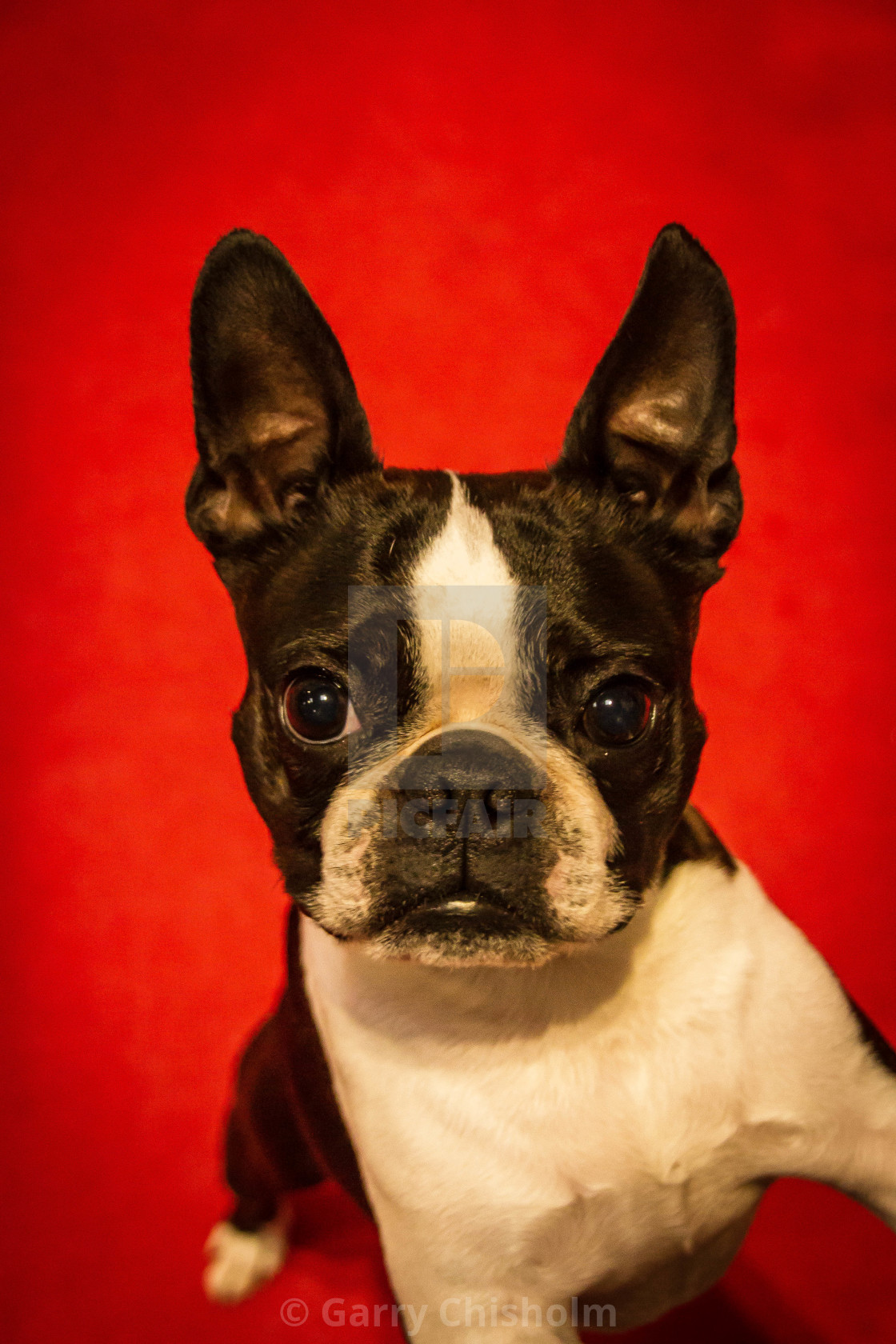 "Frenchie" stock image