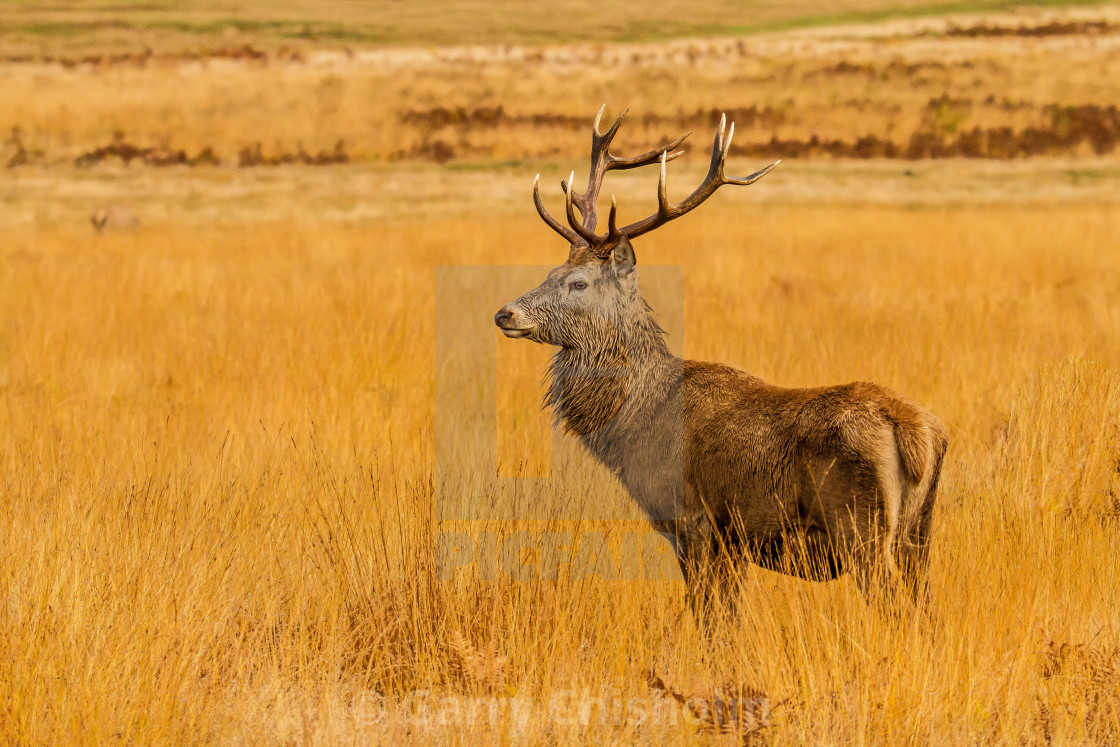 "The Stag" stock image