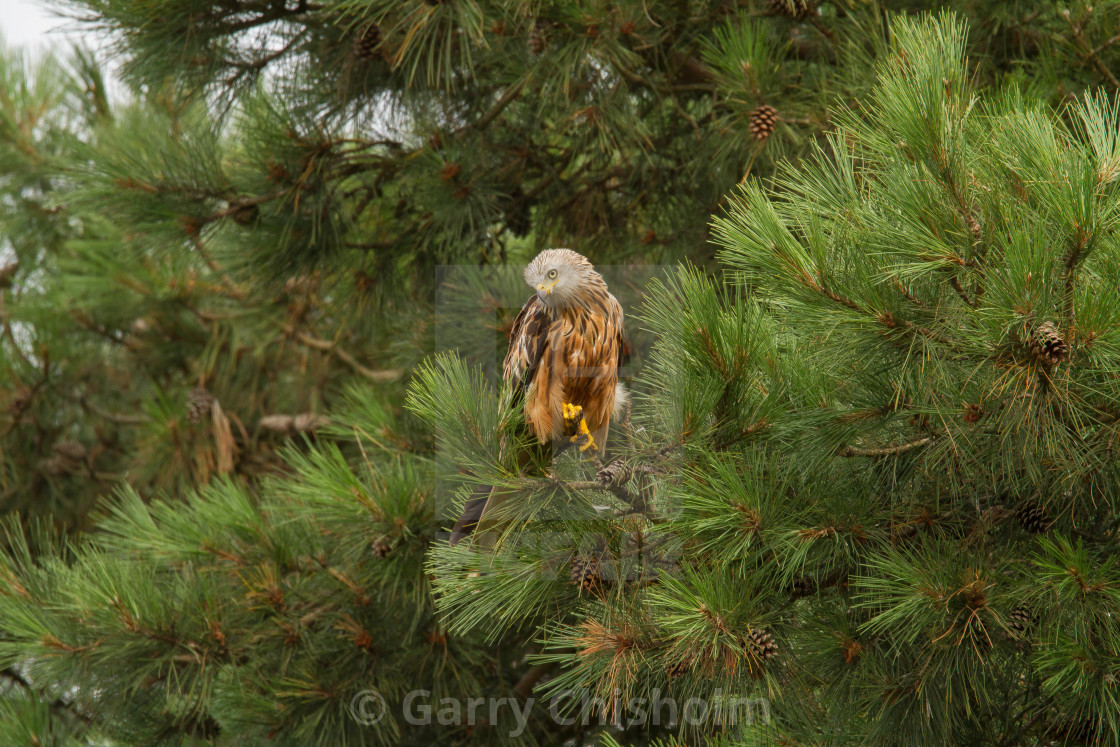 "Looking for prey" stock image