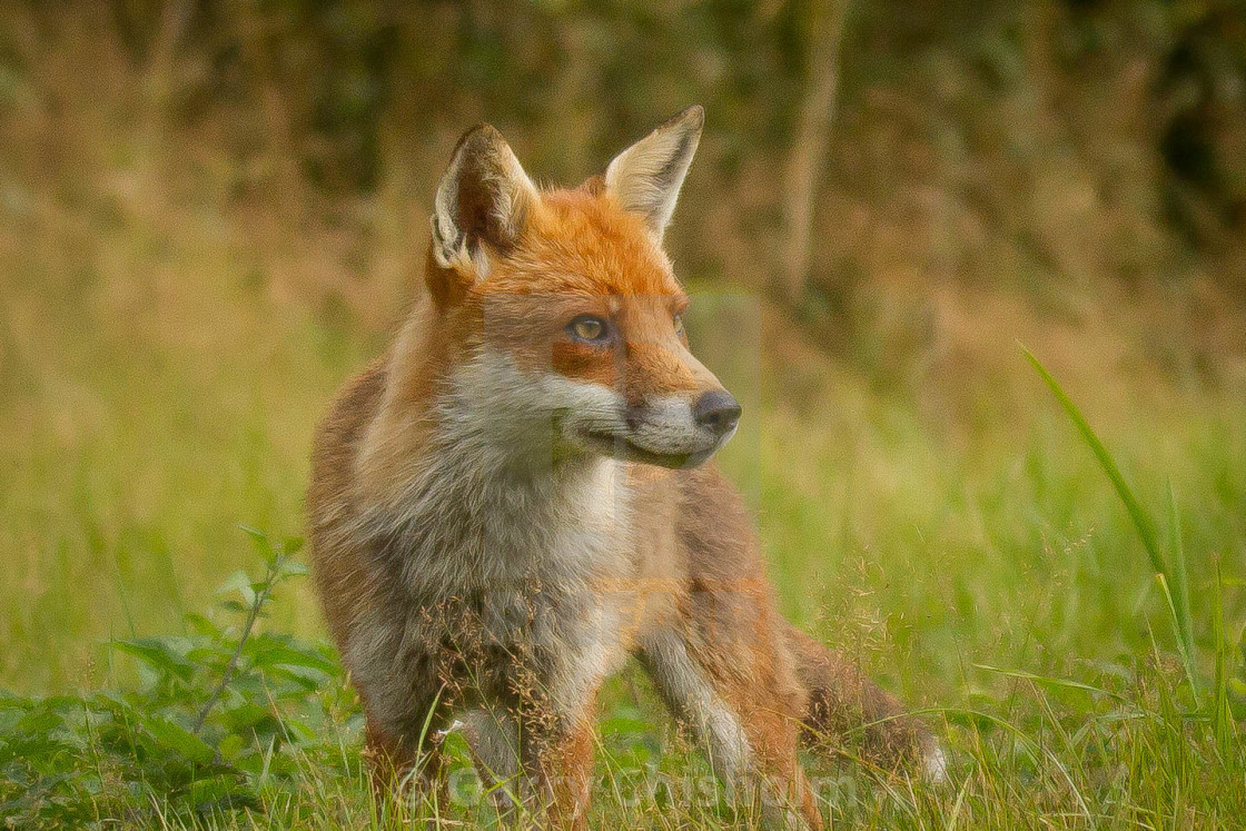 "A local fox" stock image