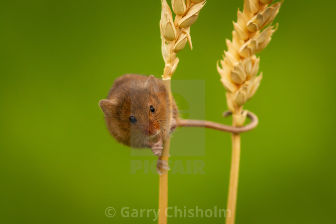 "Hang on" stock image