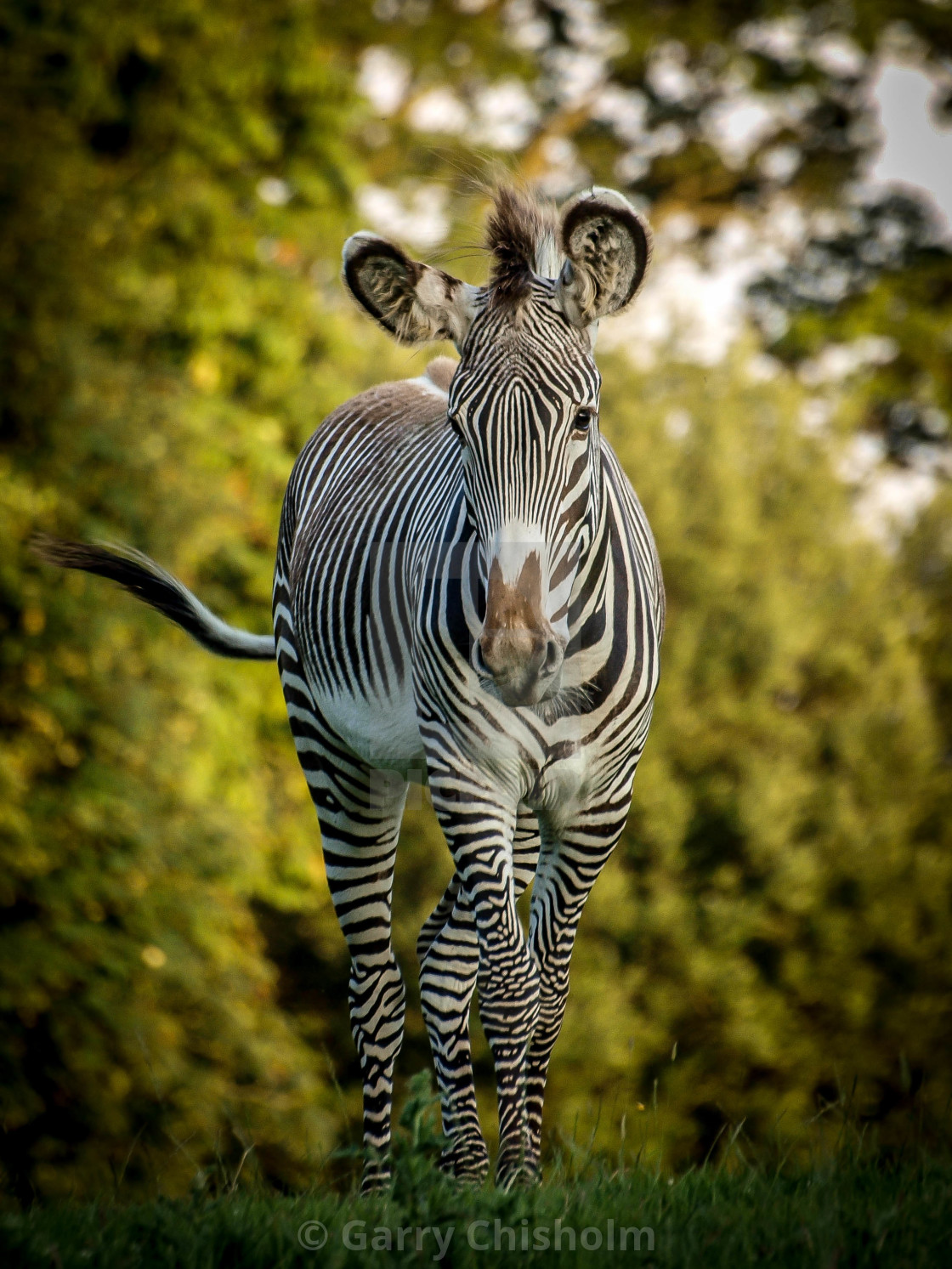 "The Zebra" stock image