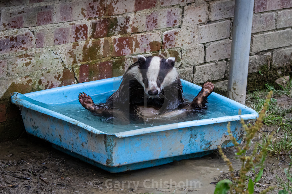 "Badger bath time" stock image