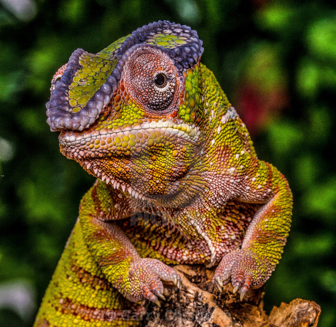 "Green is the colour" stock image