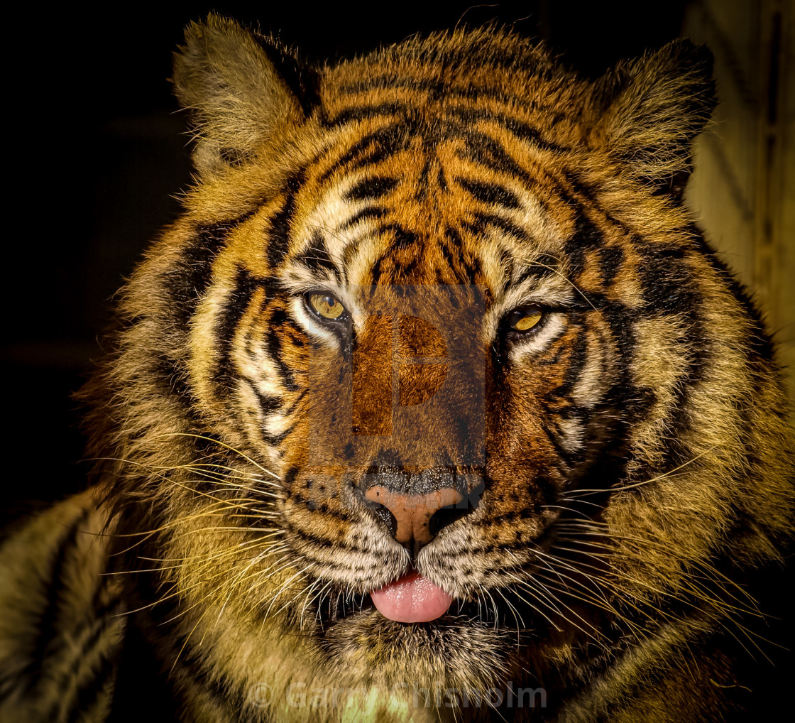 "Cheeky tiger" stock image