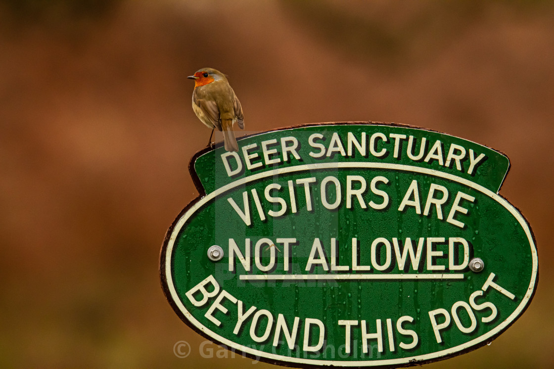 "Robin security guard" stock image