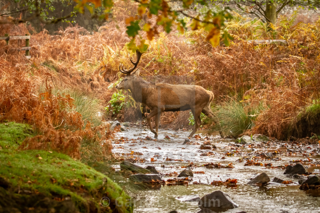 "The Stag" stock image