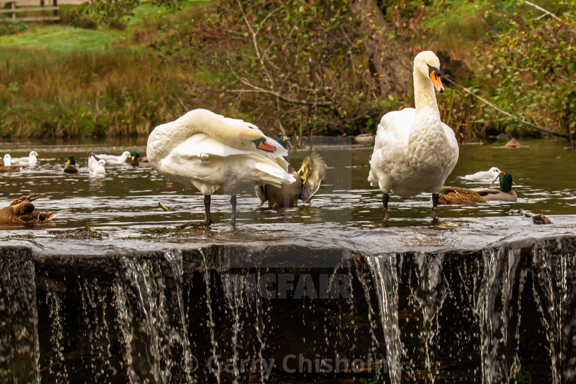 "Swan lake" stock image