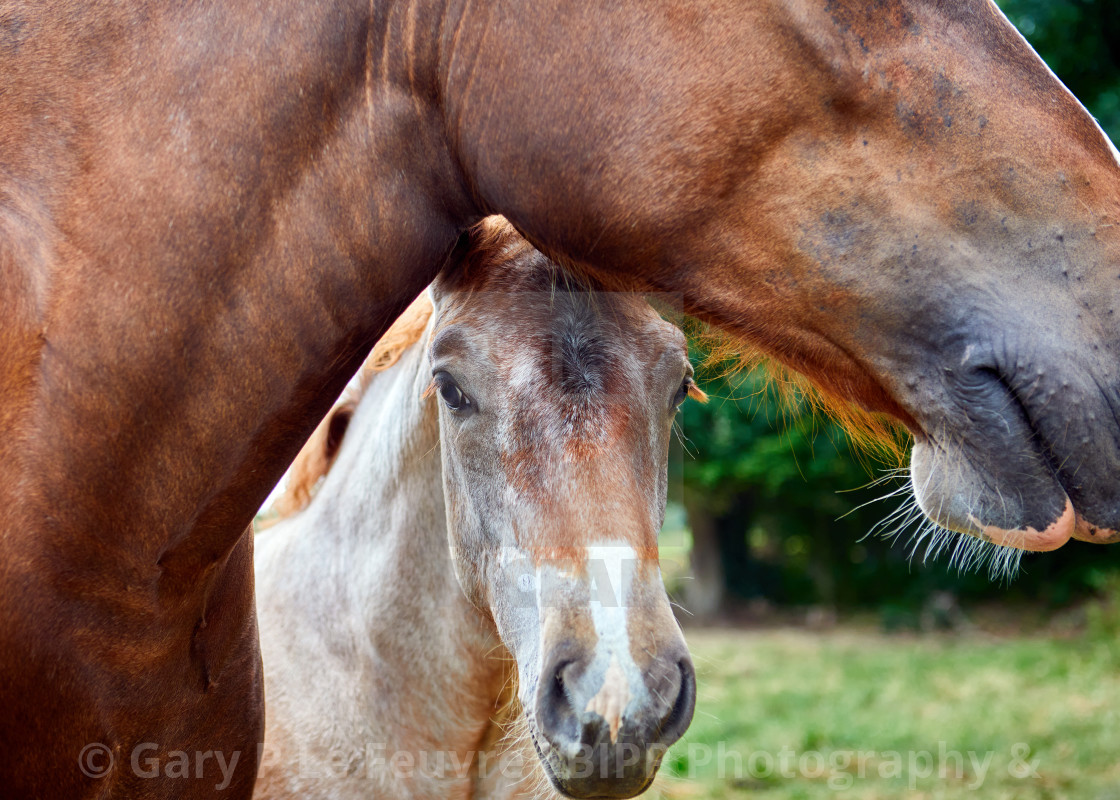 "Foal under the chin off mother horse." stock image