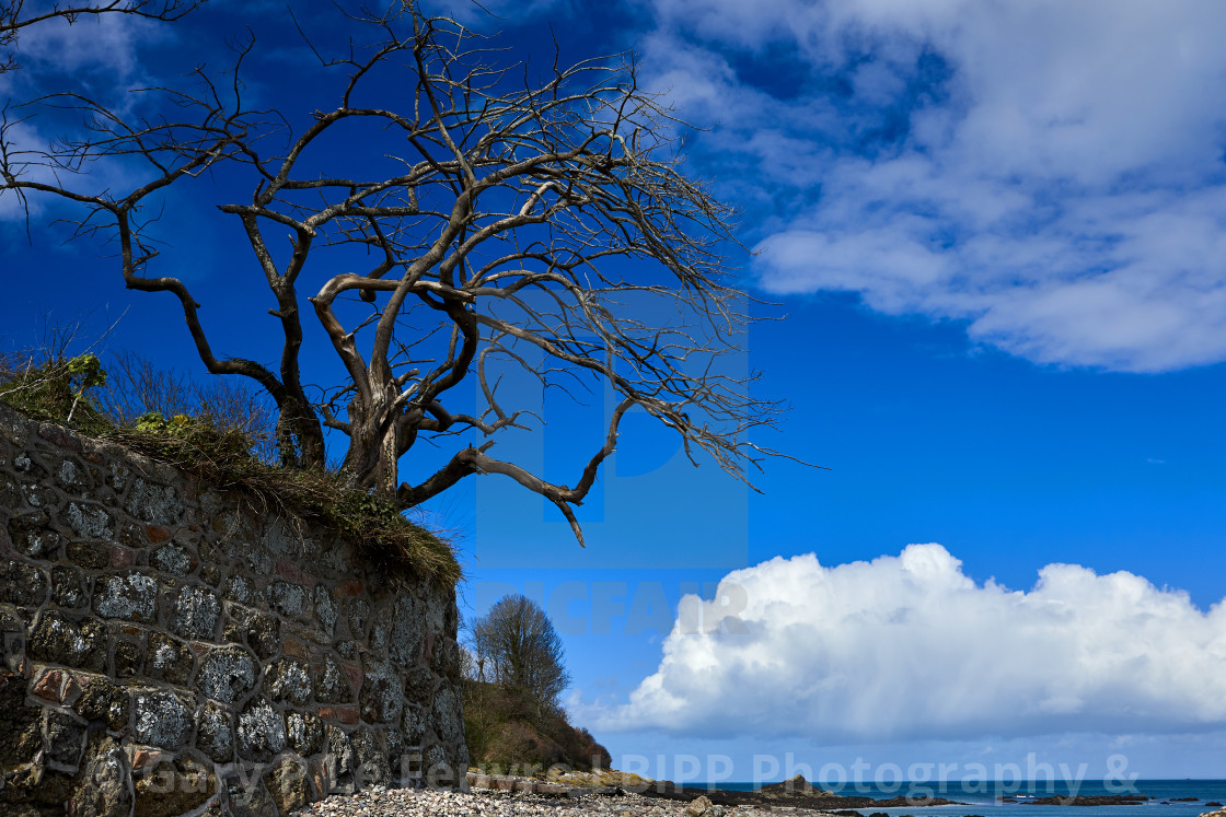 "Tree on Coast" stock image