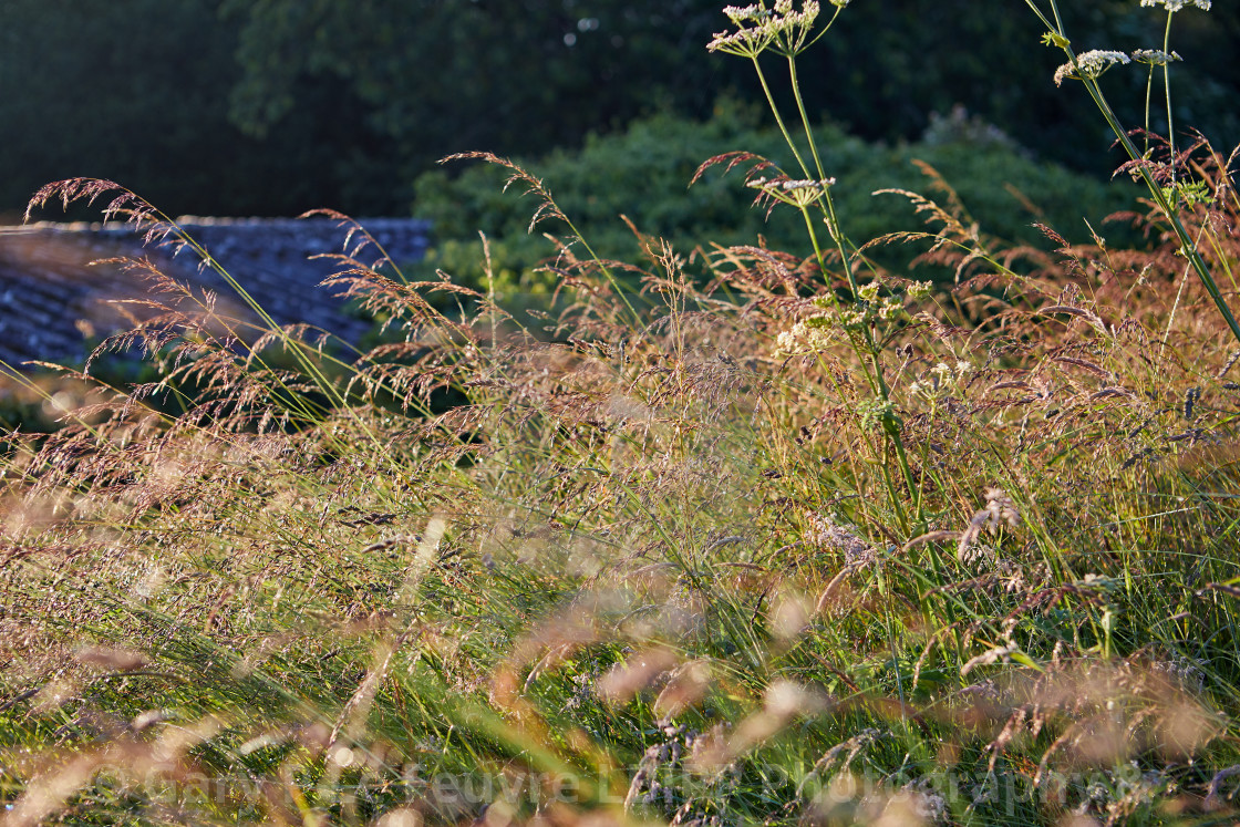 "Grasses" stock image