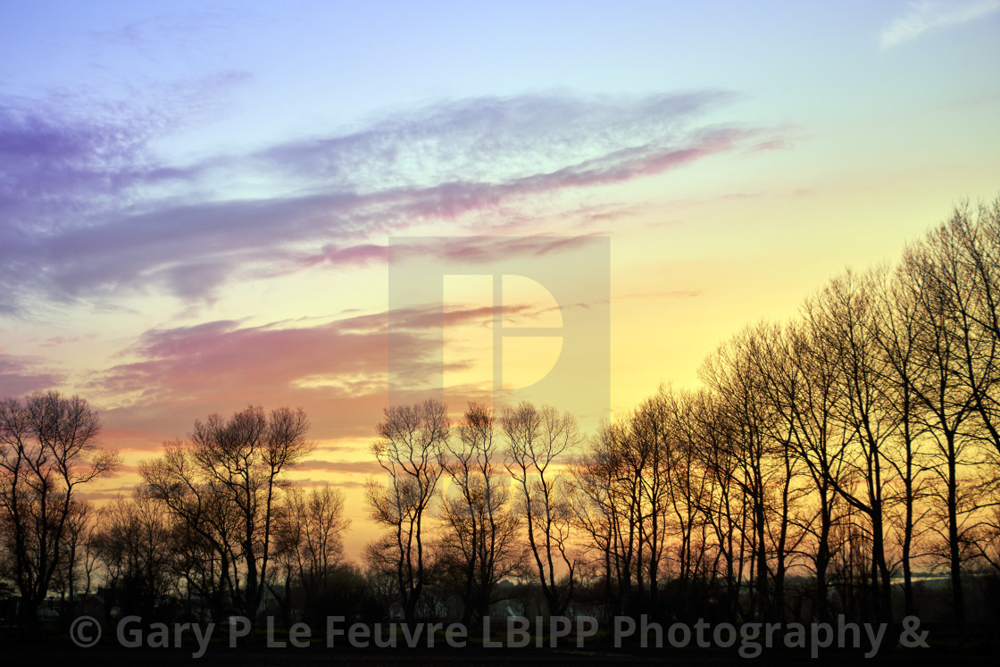 "Image of winter trees at sunset, Jersey Channel Islands." stock image