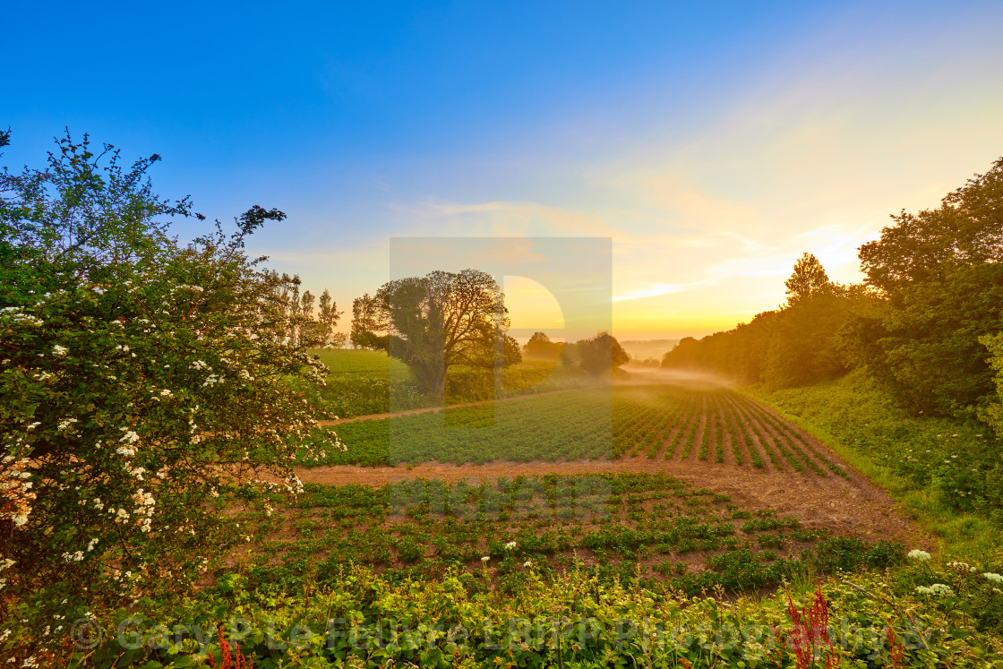 "Agricultrial Field" stock image