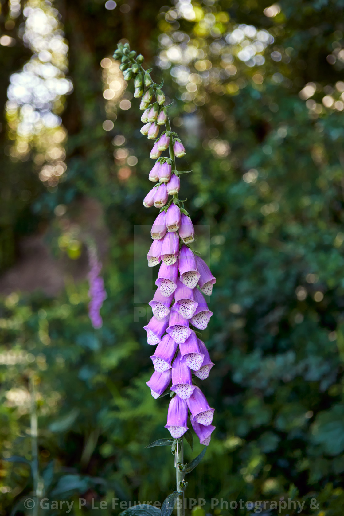 "Wild Fox Gloves" stock image