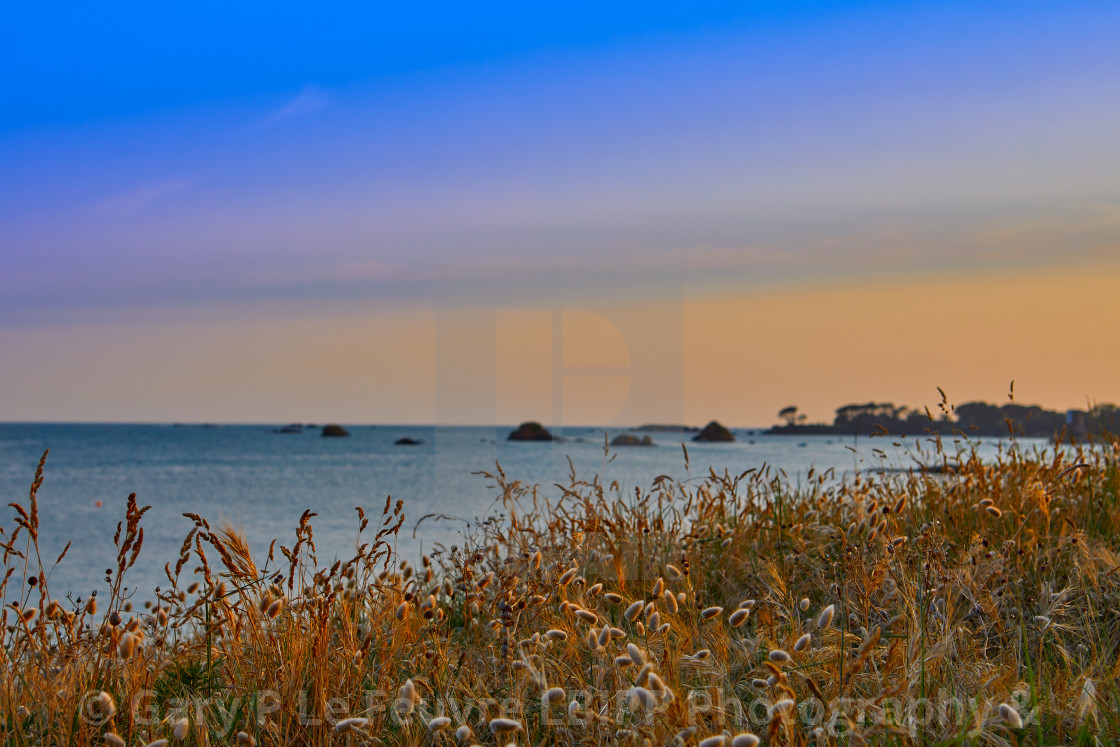 "Back lit grass heads at sunset" stock image