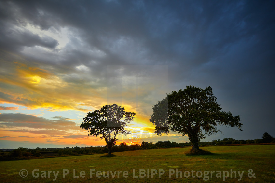 "Trees in grass field with sunset and moody sky" stock image