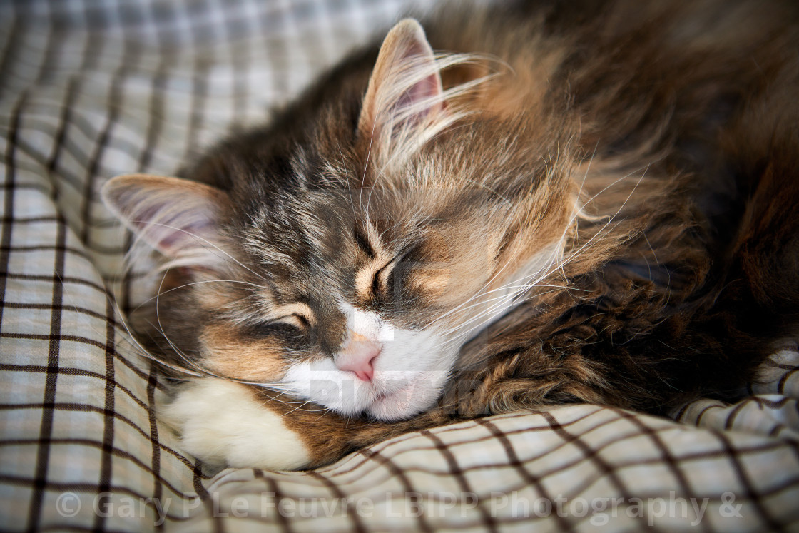 "Norwegian Forest Cat comfortably sleeping" stock image