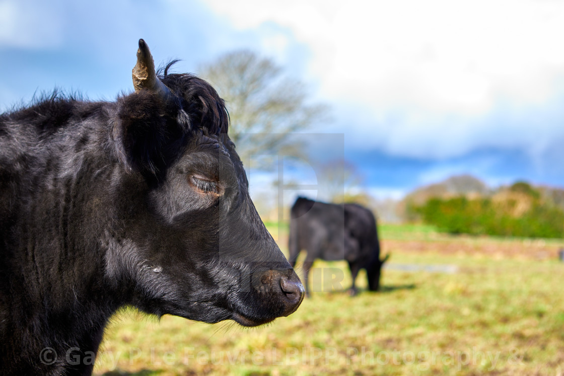 "Jersey Black Bull" stock image