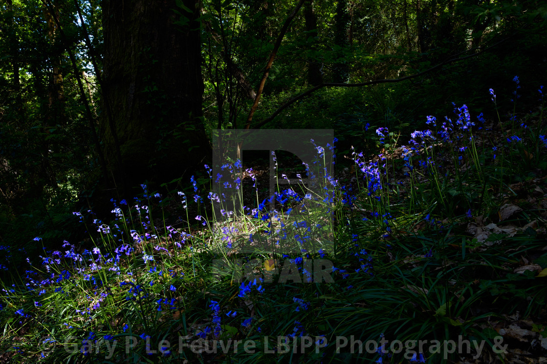 "Blue bells in the sunshine" stock image