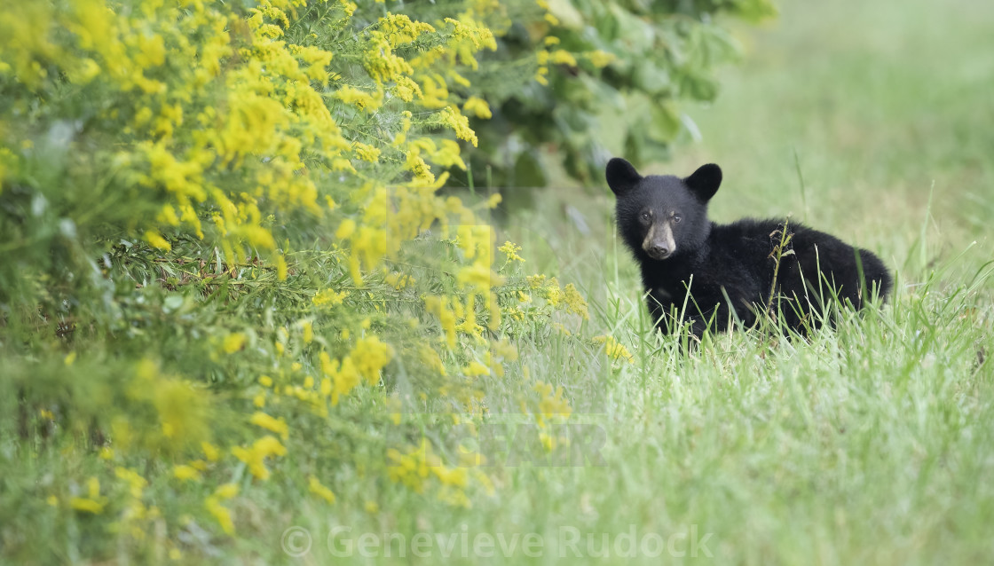 "Beary Cute" stock image