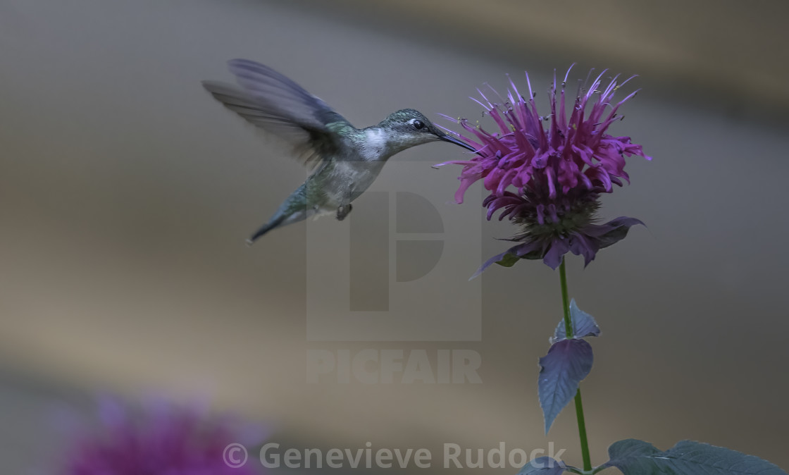 "Humming bird on scarlet bee baum" stock image