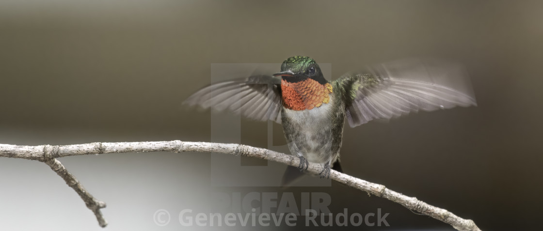 "Fluttering Wings" stock image