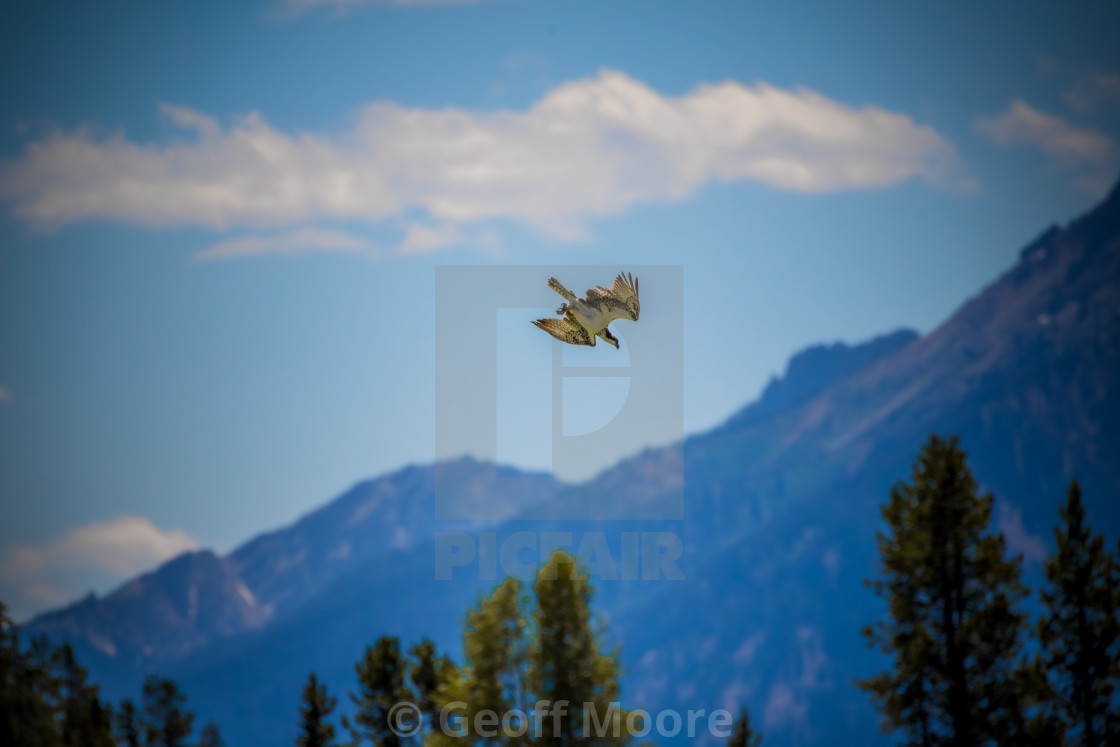"Osprey Diving in Front of Mountains" stock image