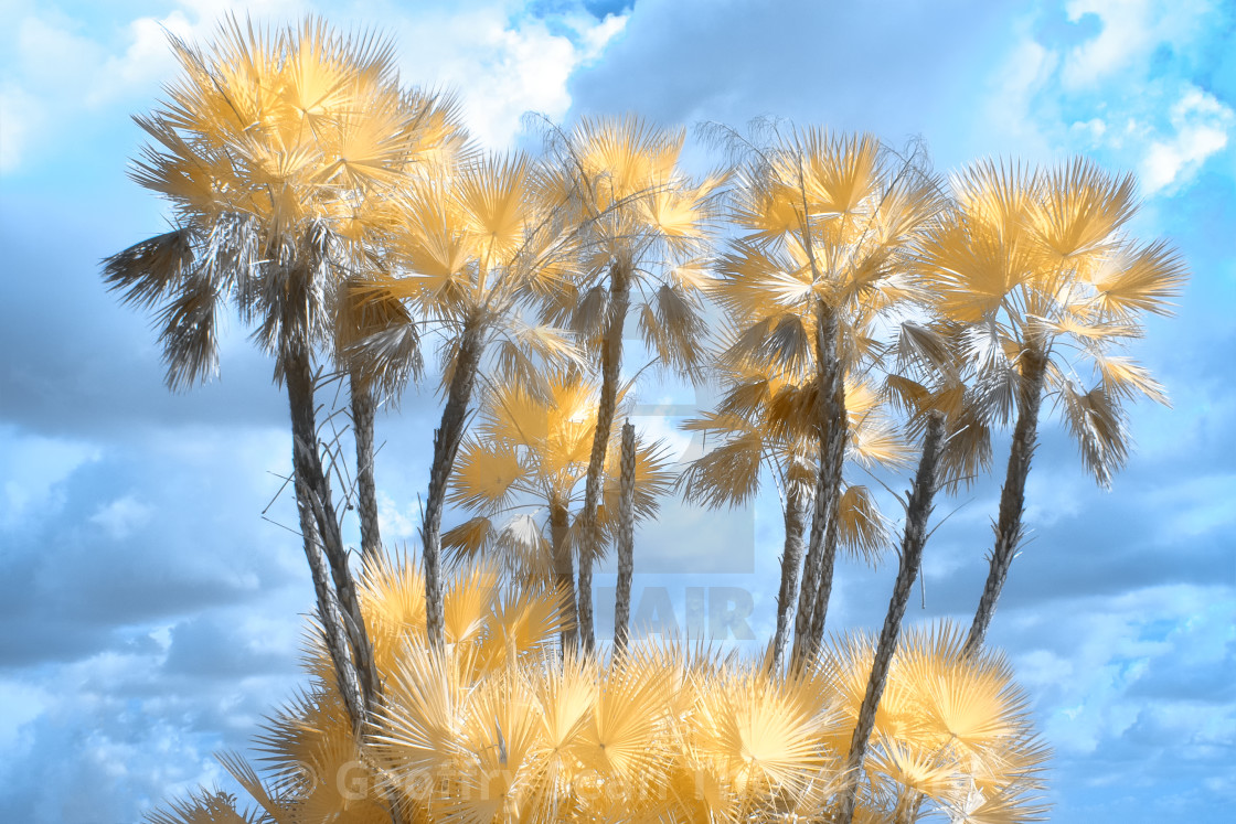 "Golden Palms" stock image