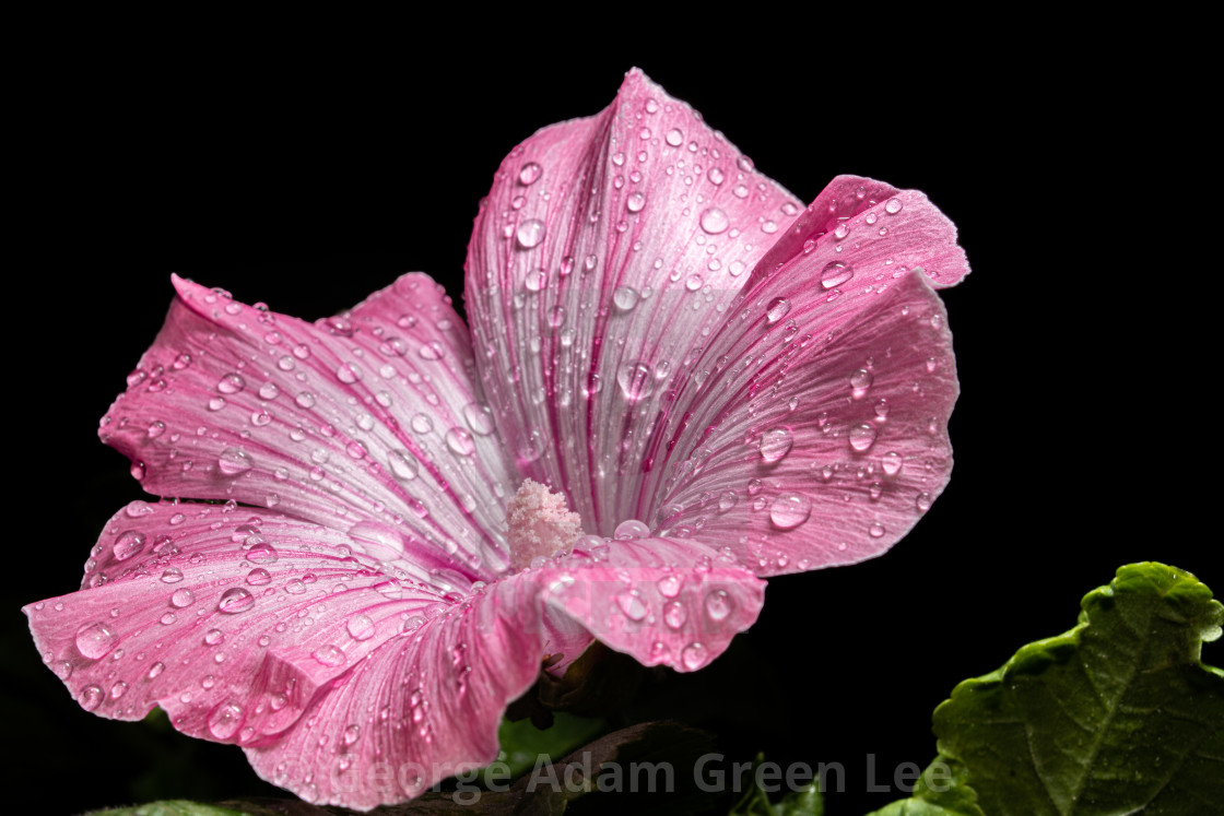 "Malva trimestris, rose mallow" stock image