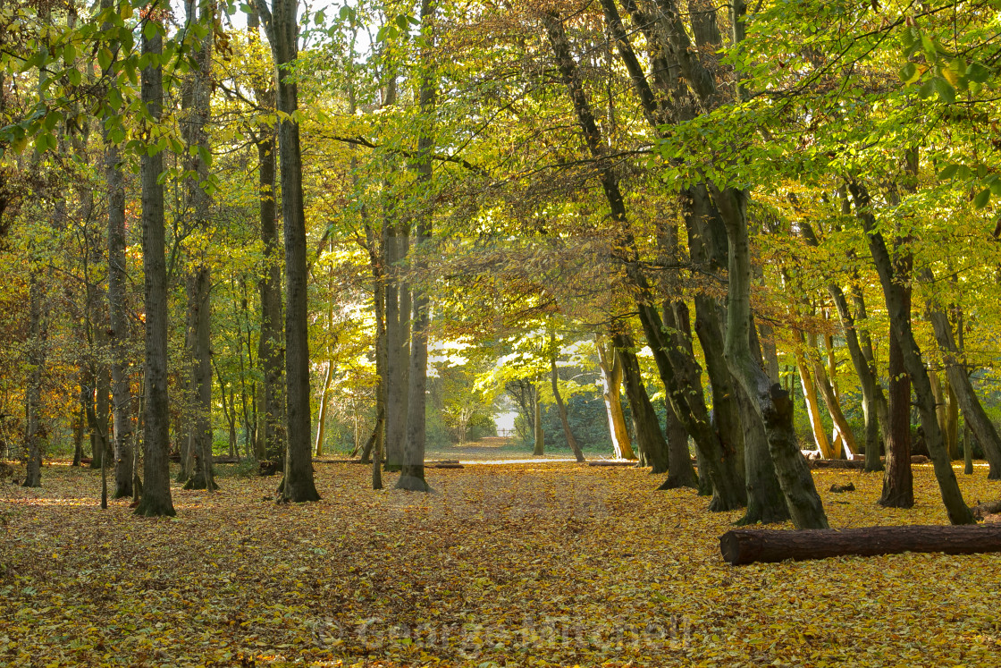 "Autumn forest" stock image