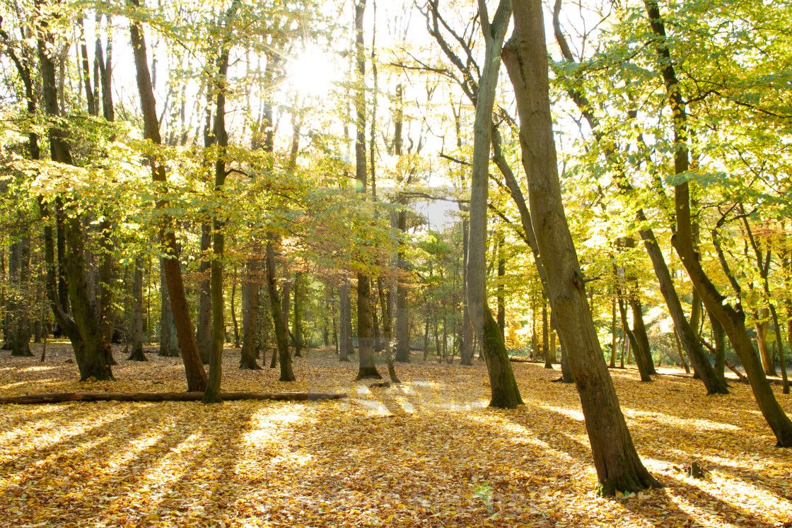 "Country autumn scene with sunshine" stock image