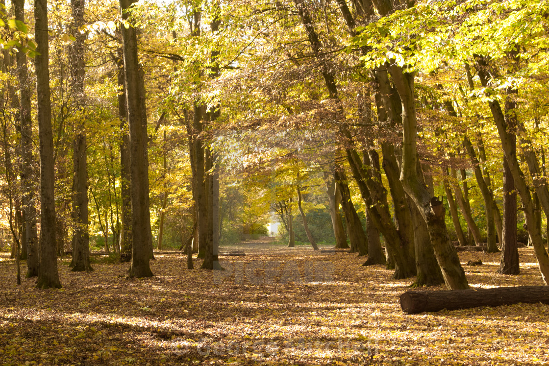 "Country autumn scene with sunshine" stock image