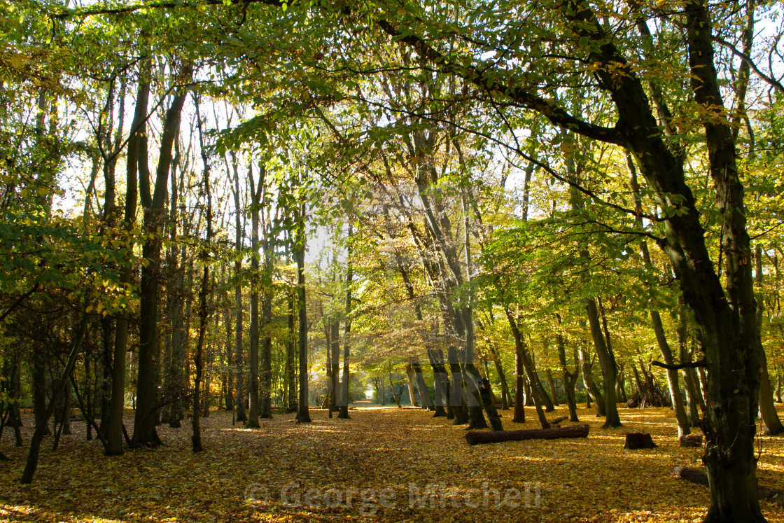 "Country autumn scene with sunshine" stock image