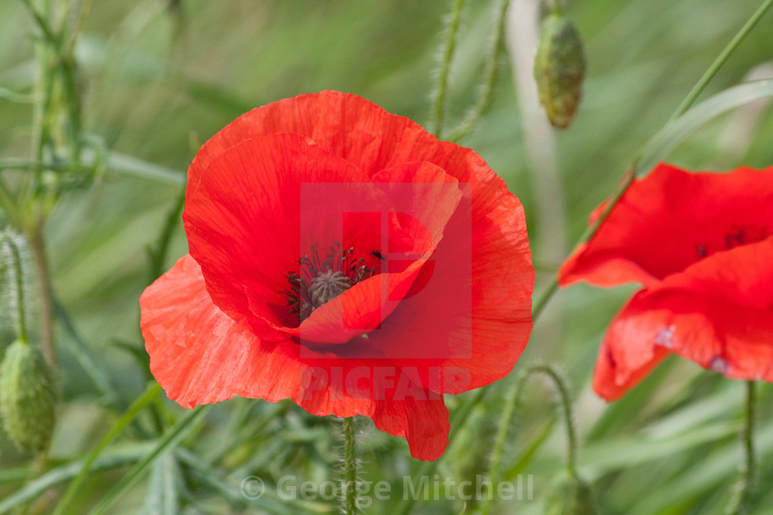 "Red Poppy" stock image