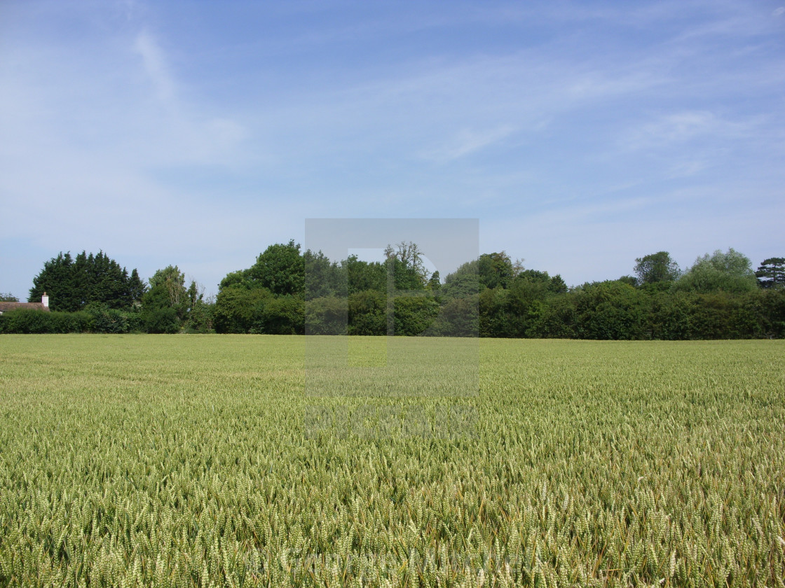 "Corn growing in sun" stock image