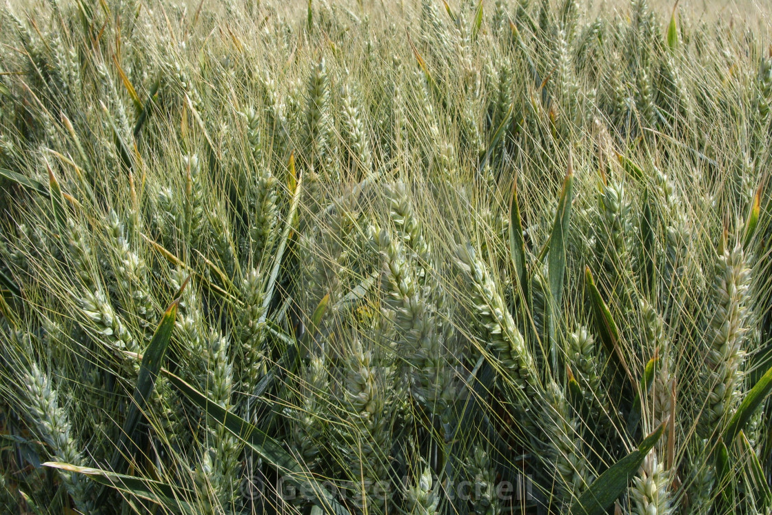 "Corn growing in sun" stock image